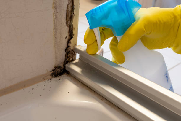 Best Residential Mold Remediation in Whiteland, IN