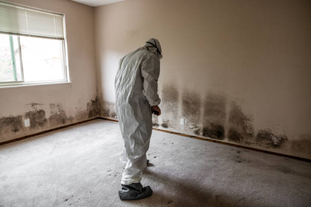 Best DIY Mold Remediation Support Services in Whiteland, IN